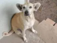 Zoe idosinha! Ajude, adote!