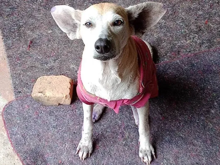 Cachorro ra a SRD-ViraLata idade 6 ou mais anos nome Zoe idosinha!  Ajude, adote!