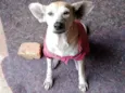 Zoe idosinha! Ajude, adote!