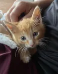 Dois gatos machos filhotes - Laranja e Tricolor 