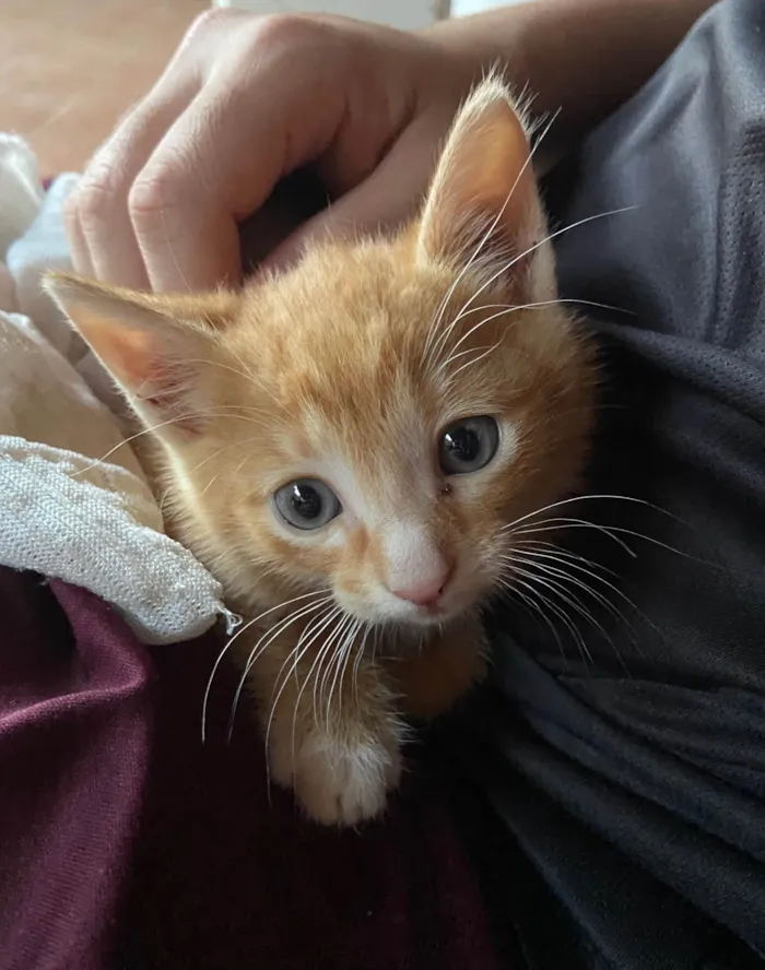 Gato ra a SRD-ViraLata idade 2 a 6 meses nome Dois gatos machos filhotes - Laranja e Tricolor 