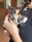 Dois gatos machos filhotes - Laranja e Tricolor 
