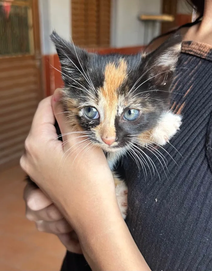 Gato ra a SRD-ViraLata idade 2 a 6 meses nome Dois gatos machos filhotes - Laranja e Tricolor 
