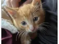 Dois gatos machos filhotes - Laranja e Tricolor 