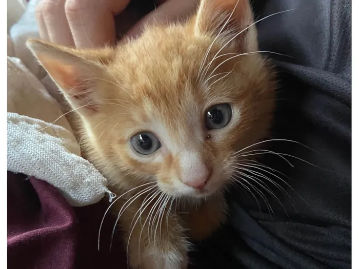 Gato ra a SRD-ViraLata idade 2 a 6 meses nome Dois gatos machos filhotes - Laranja e Tricolor 