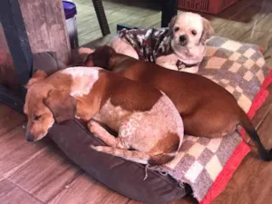 Cachorro raça Shitzu idade 2 a 6 meses nome Chico 
