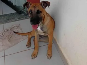 Cachorro raça SRD-ViraLata idade 2 a 6 meses nome Nina