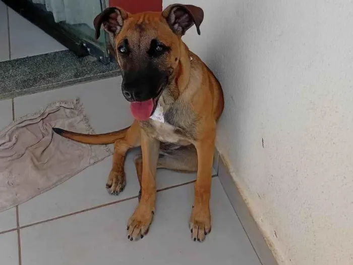 Cachorro raça SRD-ViraLata idade 2 a 6 meses nome Nina
