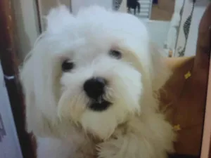 Cachorro raça Lhasa Apso idade 1 ano nome Otávio 