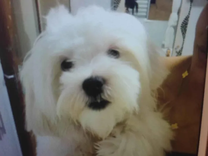 Cachorro ra a Lhasa Apso idade 1 ano nome Otávio 