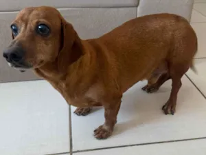Cachorro raça Basset-Cofap idade 6 ou mais anos nome Toddy
