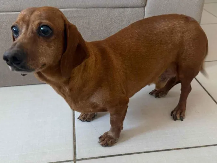 Cachorro ra a Basset-Cofap idade 6 ou mais anos nome Toddy
