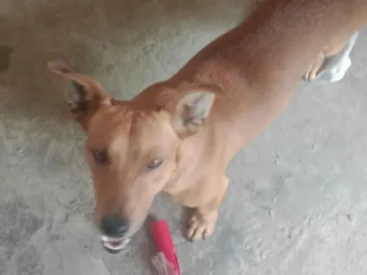 Cachorro raça SRD-ViraLata idade 7 a 11 meses nome Caramelo