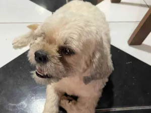 Cachorro raça Shitzu idade 2 anos nome Mel
