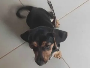 Cachorro raça Basset-Cofap idade 2 a 6 meses nome Thor 