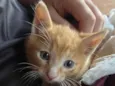 Dois gatos machos filhotes - Laranja e Tricolor 