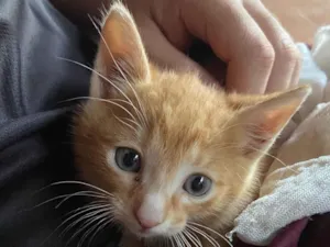 Gato raça SRD-ViraLata idade 2 a 6 meses nome Dois gatos machos filhotes - Laranja e Tricolor 