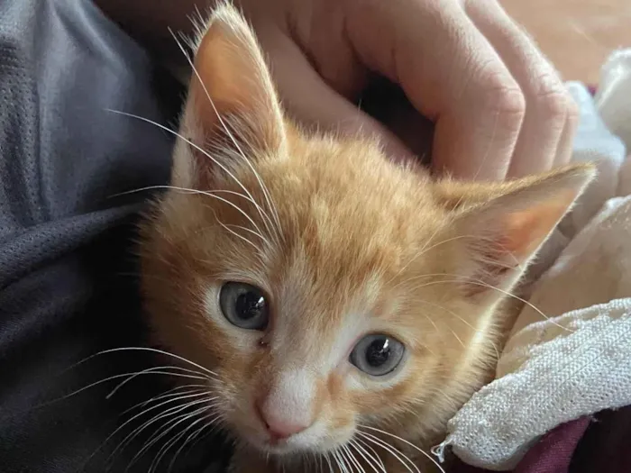 Gato ra a SRD-ViraLata idade 2 a 6 meses nome Dois gatos machos filhotes - Laranja e Tricolor 