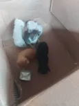 Leo, kink, Jon, lilp, Zé