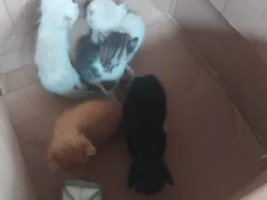 Gato raça SRD-ViraLata idade Abaixo de 2 meses nome Leo, kink, Jon, lilp, Zé 