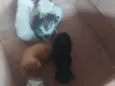 Leo, kink, Jon, lilp, Zé