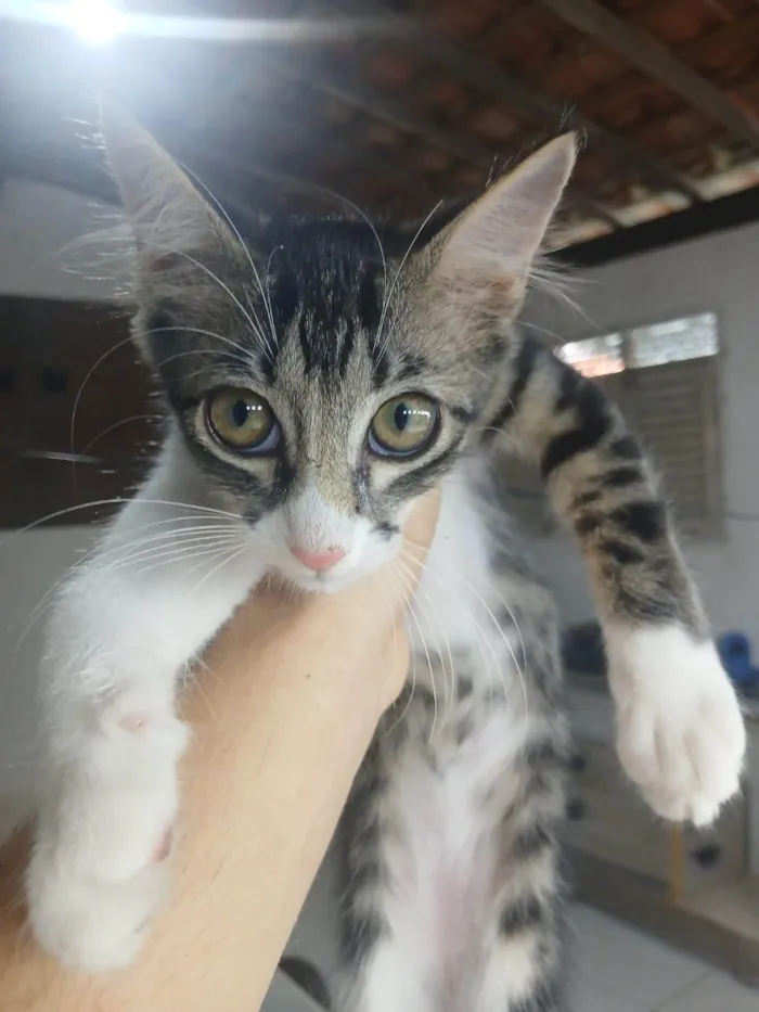 Gato ra a Exótico idade 2 a 6 meses nome Sem nome