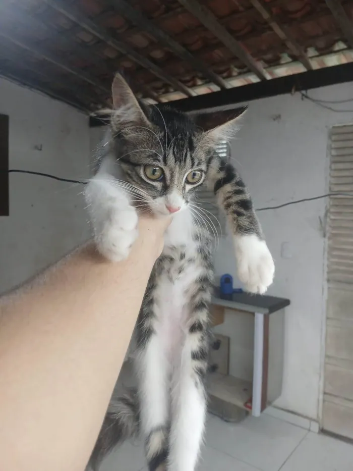 Gato ra a Exótico idade 2 a 6 meses nome Sem nome