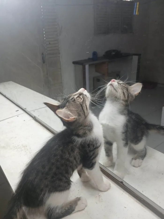 Gato ra a Exótico idade 2 a 6 meses nome Sem nome