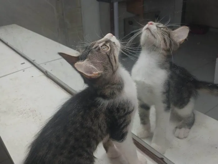 Gato ra a Exótico idade 2 a 6 meses nome Sem nome