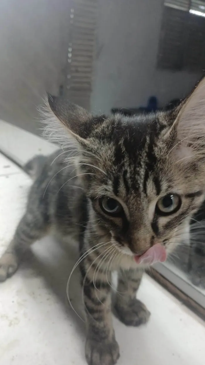 Gato ra a Exótico idade 2 a 6 meses nome Sem nome