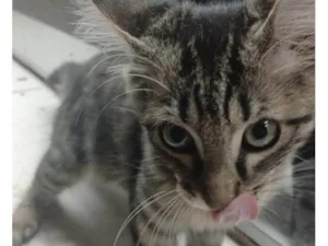 Gato raça Exótico idade 2 a 6 meses nome Sem nome