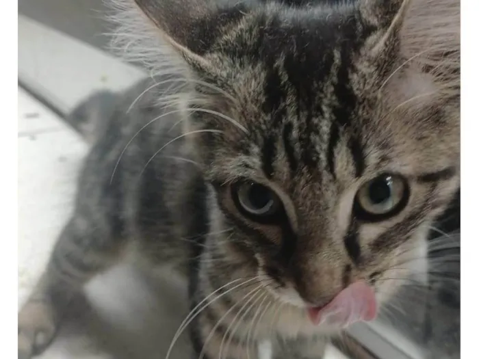 Gato ra a Exótico idade 2 a 6 meses nome Sem nome