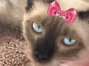 Gato raça Siamês idade 2 a 6 meses nome Pedrita 