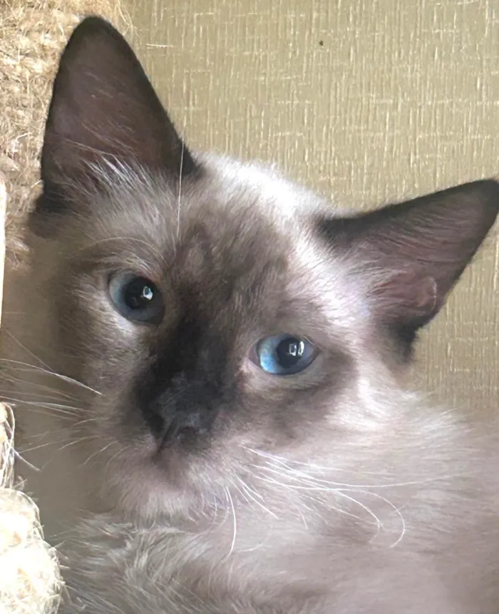 Gato ra a Siamês idade 2 a 6 meses nome Pedrinho 
