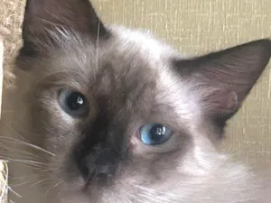 Gato raça Siamês idade 2 a 6 meses nome Pedrinho 