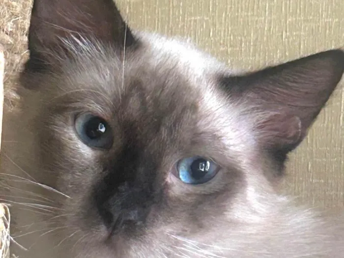 Gato ra a Siamês idade 2 a 6 meses nome Pedrinho 