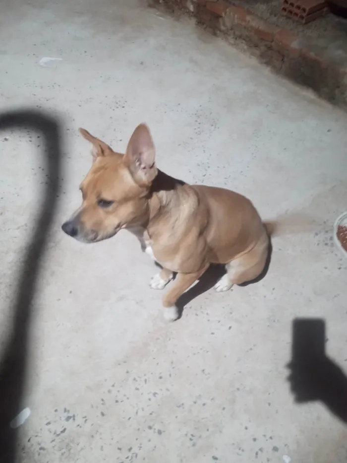 Cachorro ra a Pit-Bull idade 1 ano nome Zara