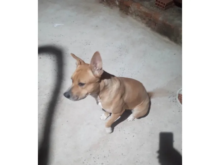 Cachorro ra a Pit-Bull idade 1 ano nome Zara