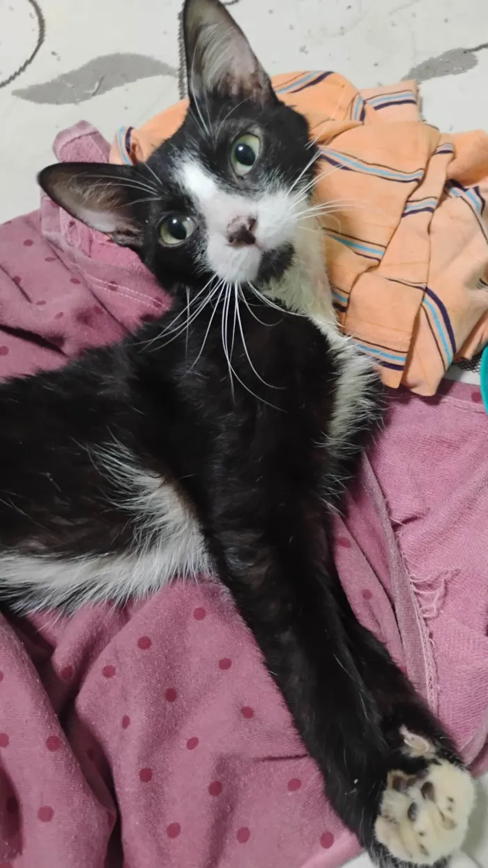 Gato ra a SRD-ViraLata idade 1 ano nome Frajola 
