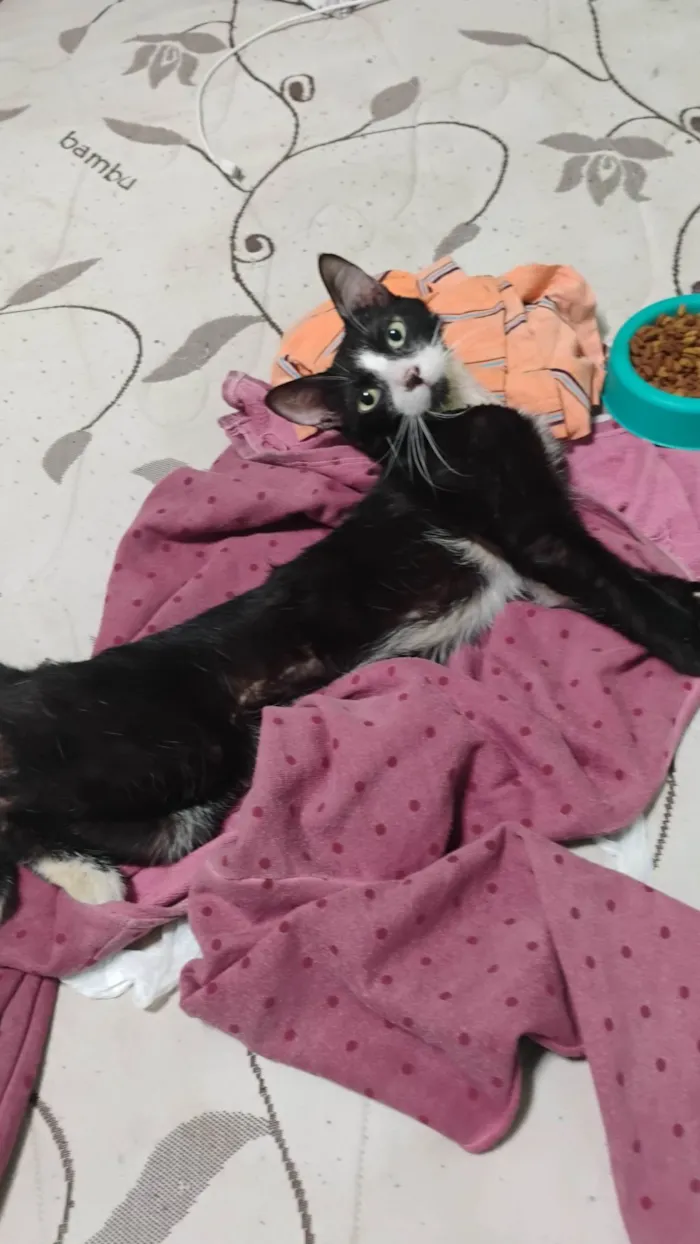 Gato ra a SRD-ViraLata idade 1 ano nome Frajola 