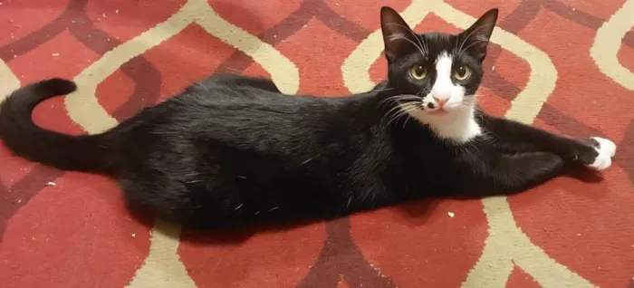 Gato ra a SRD-ViraLata idade 2 anos nome Pulguinha 
