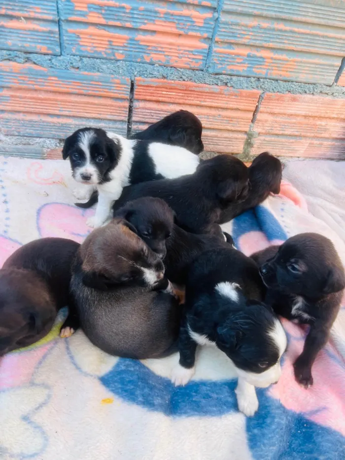 Cachorro ra a SRD-ViraLata idade Abaixo de 2 meses nome filhotes bebe 