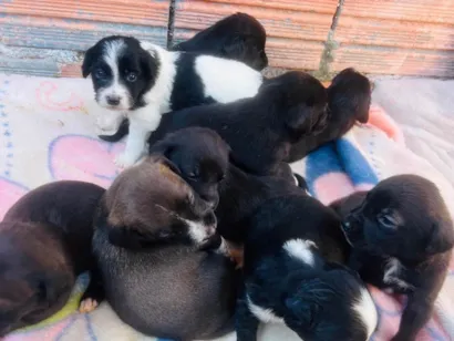 Cachorro raça SRD-ViraLata idade Abaixo de 2 meses nome filhotes bebe 