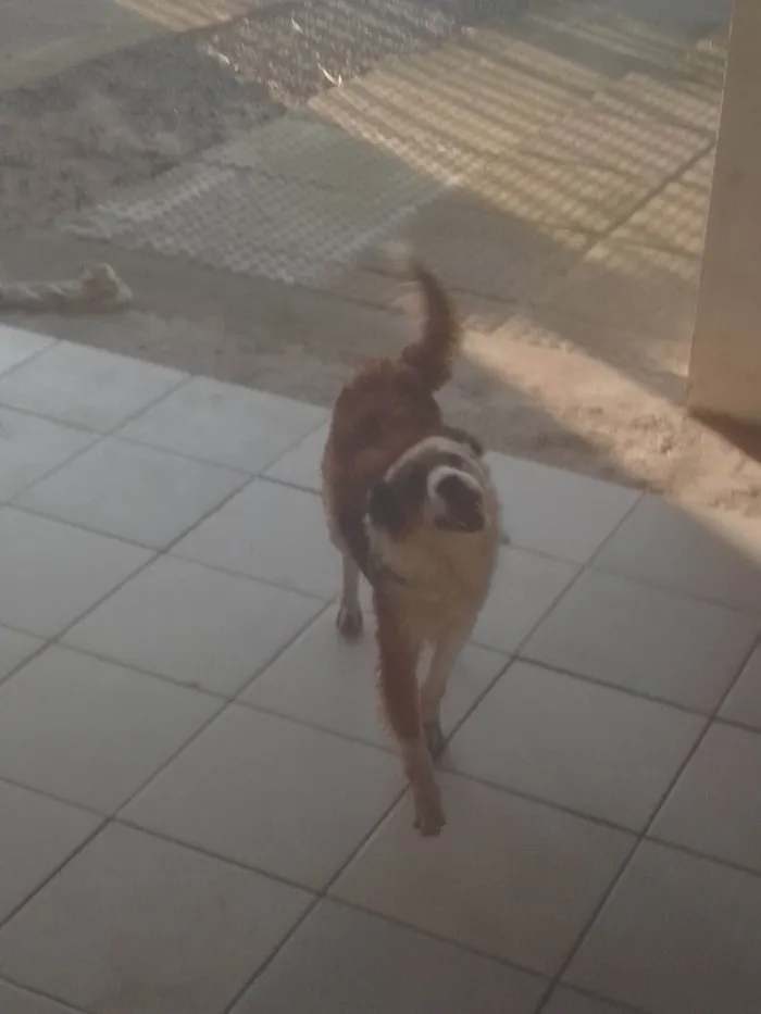 Cachorro ra a SRD-ViraLata idade 2 anos nome Lion