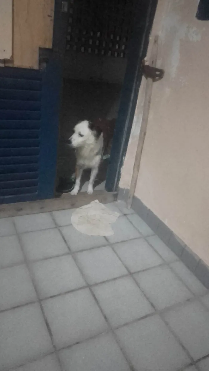 Cachorro ra a SRD-ViraLata idade 2 anos nome Lion