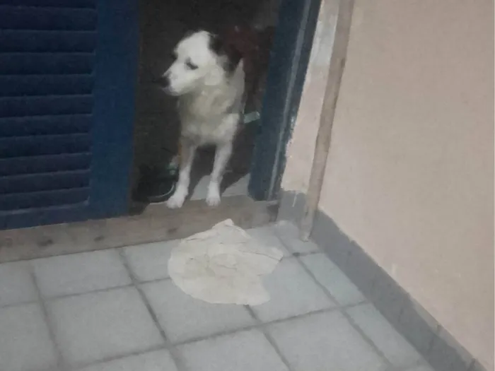 Cachorro ra a SRD-ViraLata idade 2 anos nome Lion