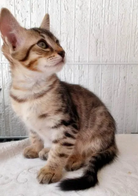 Gato ra a SRD-ViraLata idade 2 a 6 meses nome HUGO TIGRE