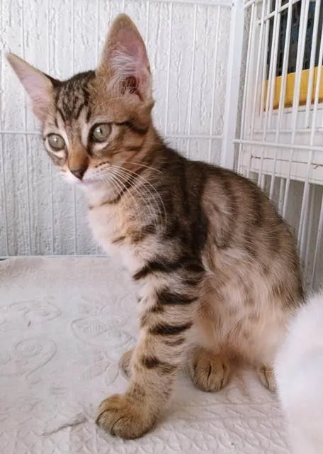 Gato ra a SRD-ViraLata idade 2 a 6 meses nome HUGO TIGRE