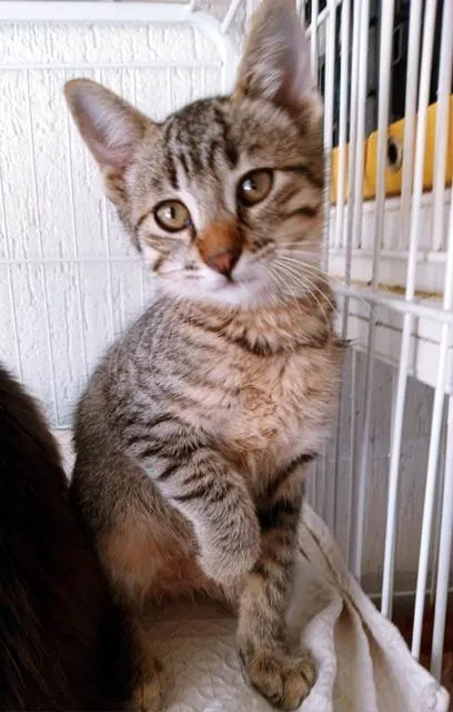 Gato ra a SRD-ViraLata idade 2 a 6 meses nome HUGO TIGRE
