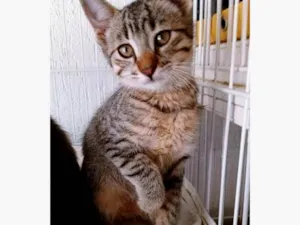 Gato raça SRD-ViraLata idade 2 a 6 meses nome HUGO TIGRE